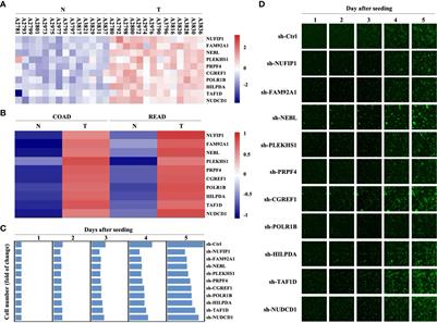 Targeting NUFIP1 Suppresses Growth and Induces Senescence of Colorectal Cancer Cells